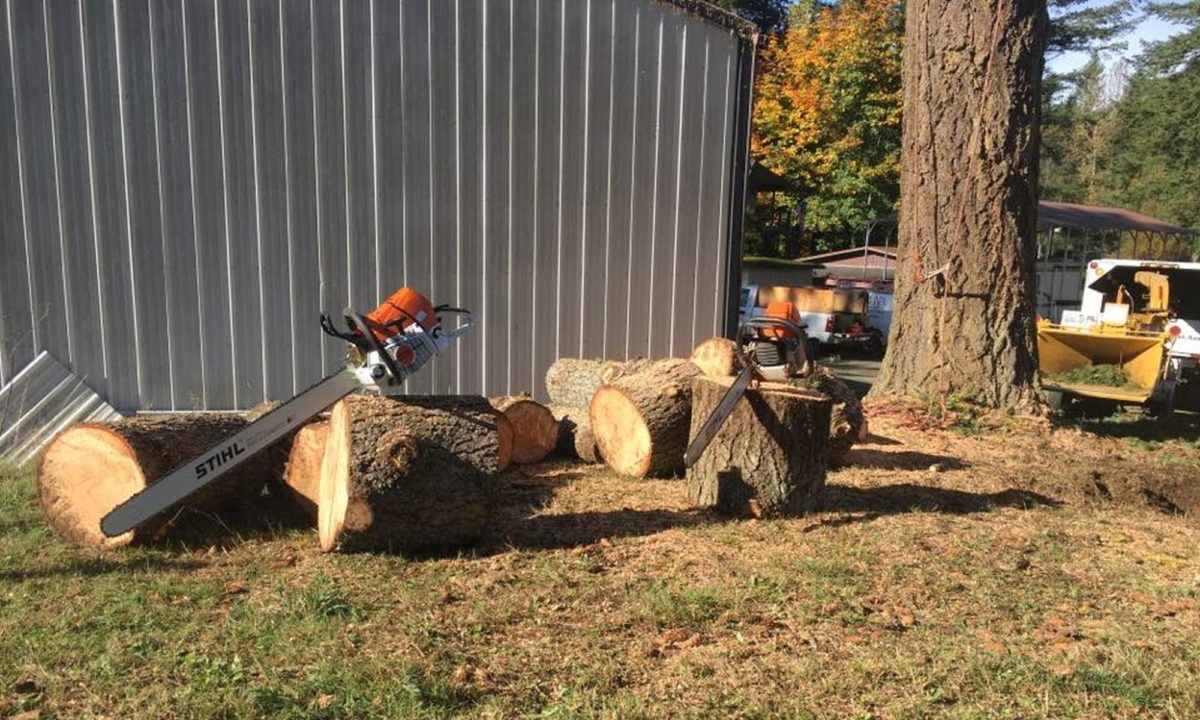 Certified Arborist Infinity Tree Services LLC Certified Arborist Infinity Tree Services LLC