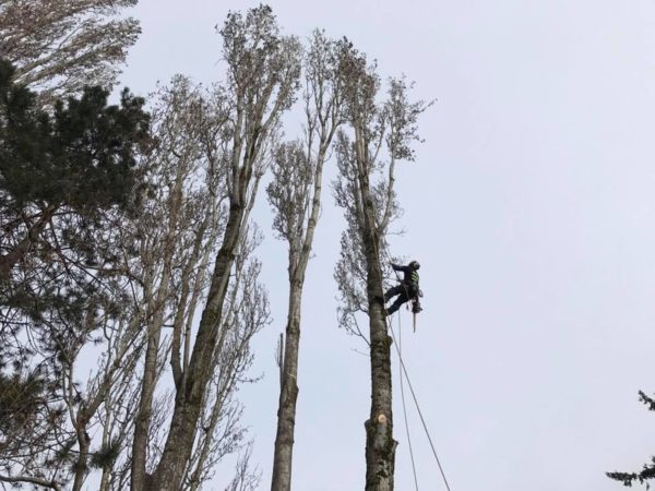 Here a professional is removing branches on a large poplar tree prior to removal. Tree Removal in the South Seattle area often calls for careful removal around other property that is closeby. We call this close quarters removal and the tree must be carefully debranched and then taken down section by section. It sounds tedious because it is! But the right tools, and the best people on the job make it safe and faster than you might think! Don't overpay someone who is dangerous and inefficient, hire Infinity Tree Services, call 253-242-5980 for a quote.