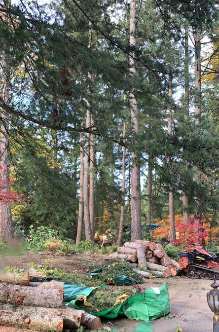 Some pretty fall colors of trees, after an unhealthy tree was removed for the safety of the owners. Hazardous trees need to be removed, not just for the health of the surrounding trees and plants. For the safety of all who live nearby!