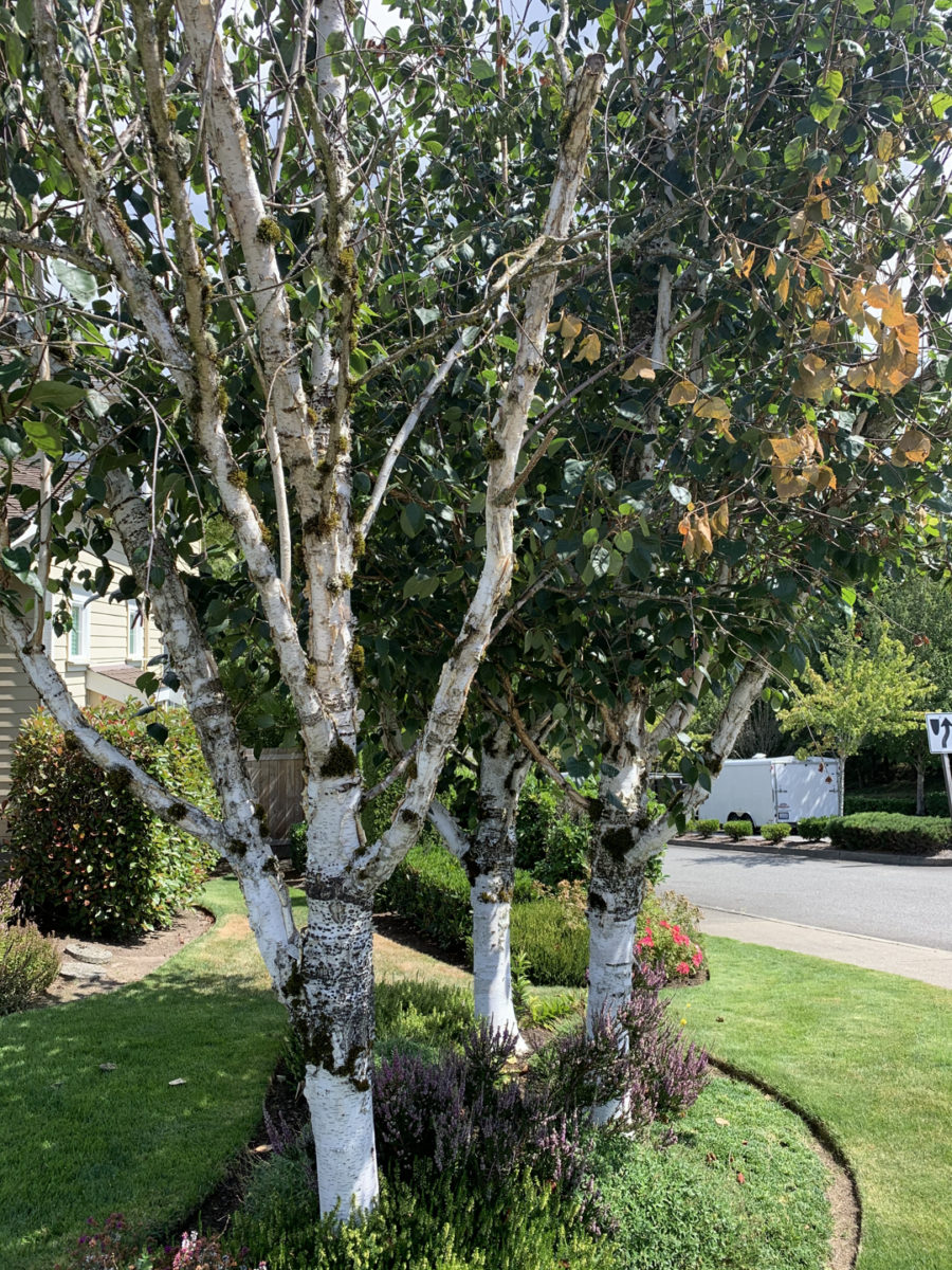 Before picture of a landscape in the Kent, Des Moines, Seattle area, some unhappy birch trees!