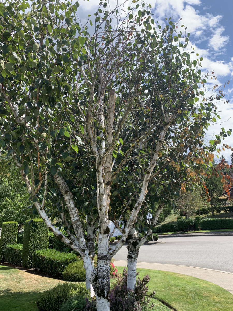 Before picture of a landscape in the Kent, Des Moines, Seattle area, some unhappy birch trees!