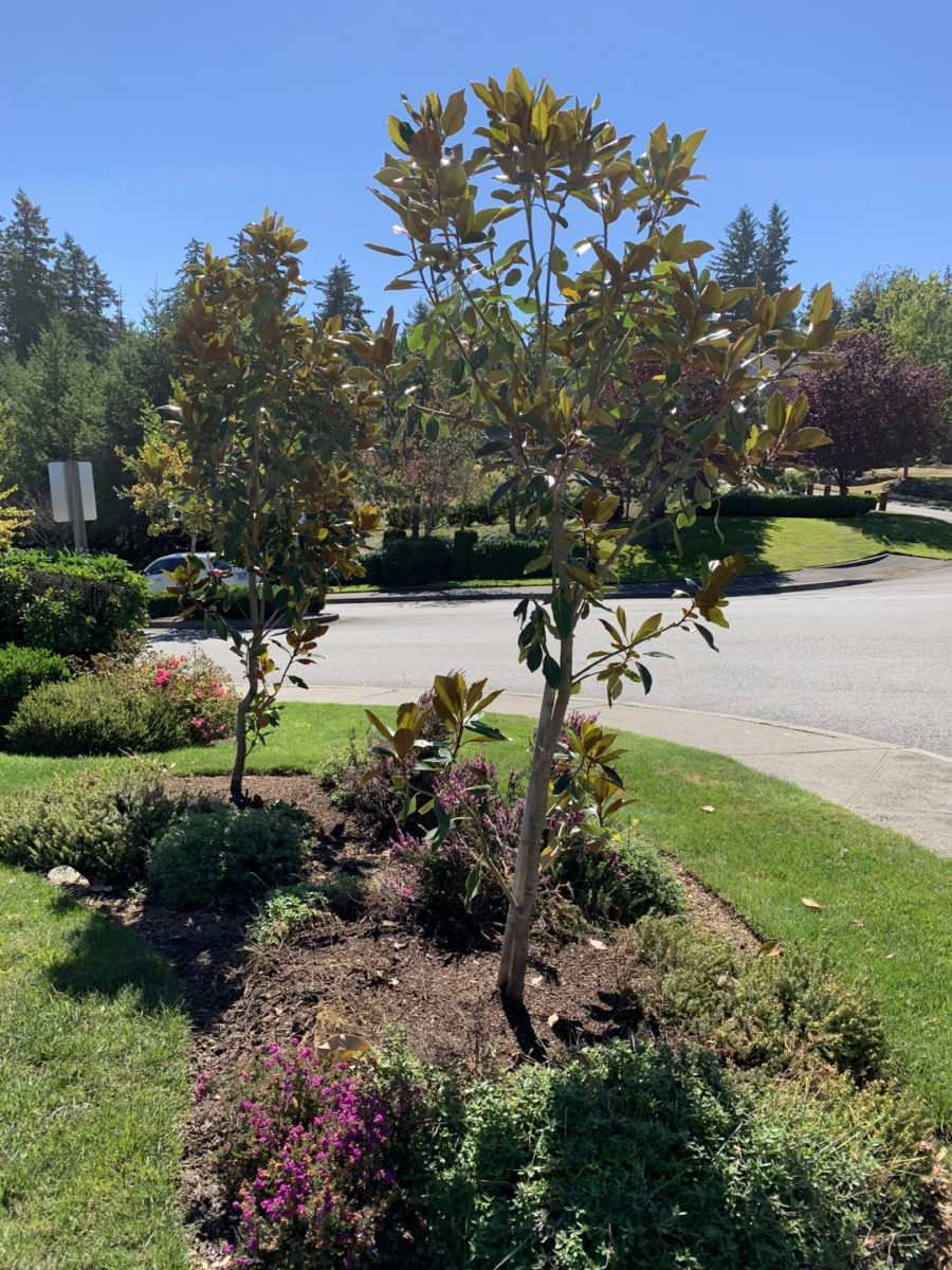 After Picture of some Evergreen Magnolia trees, replacing some sad birches.