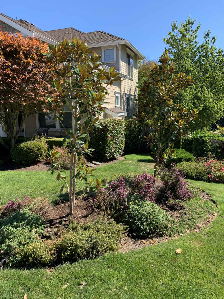 After Picture of some Evergreen Magnolia trees, replacing some sad birches.