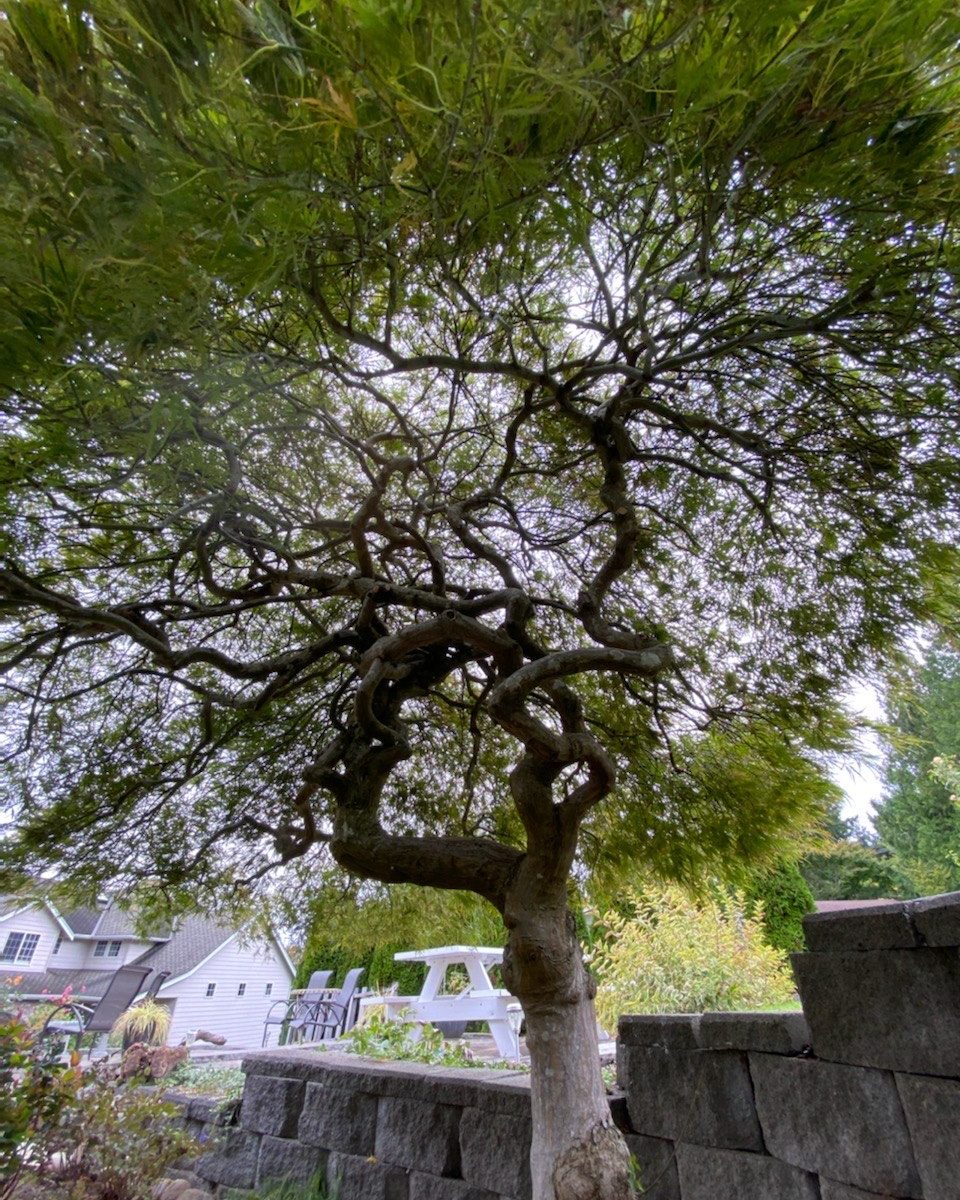 Beautiful Heritage Japanese Maple Tree over 50 years old!
