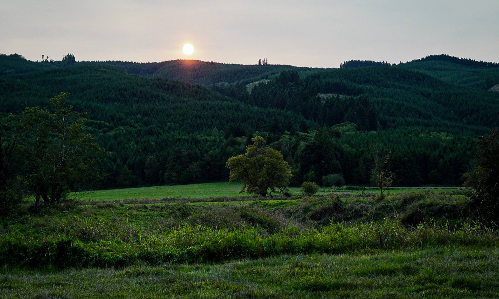 A Forest for the Trees is an image of tree, seperate from the forest of trees behind it. Sunshine beams over the wooded hill behind the tree alone in a field. It is late in the day and dark greens and blues cascade under the orange light of the sun.