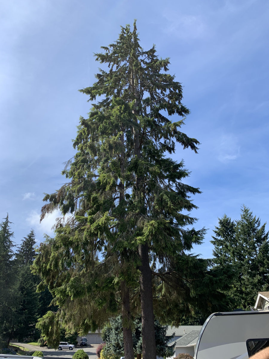Large Hazardous Tree Removal, Before We Begin Removal