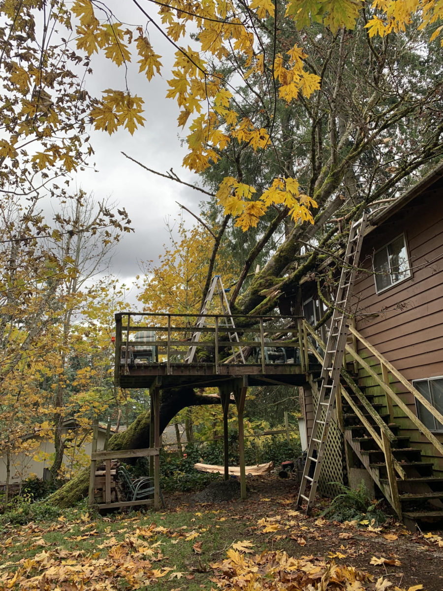 Yellow Autumn Leaves Frame an Emergency Tree Removal Incident