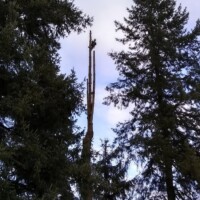 Close quarters removal of a tall tree can be dangerous. Safety is first at Infinity Tree Services in SW Washington. It is crucial to know that your neighbors and your family are safe. Sometimes it is important to remove a large tree to prevent a storm from toppling it onto someone's home. It has become urgent at this point. You have to make a decision and it has to be now. Calling the right people is important; they have to be qualified, and available. Infinity Tree Services has a certified arborist on staff, we're experienced, knowledgeable, efficient, affordable, and above all we put safety first. Call us today for a free quote! Let us know if it's an urgent removal that poses a hazard. 253-242-5980 Close quarters removal of a tall tree can be dangerous. Safety is first at Infinity Tree Services in SW Washington. It is crucial to know that your neighbors and your family are safe. Sometimes it is important to remove a large tree to prevent a storm from toppling it onto someone's home. It has become urgent at this point. You have to make a decision and it has to be now. Calling the right people is important; they have to be qualified, and available. Infinity Tree Services has a certified arborist on staff, we're experienced, knowledgeable, efficient, affordable, and above all we put safety first. Call us today for a free quote! Let us know if it's an urgent removal that poses a hazard. 253-242-5980