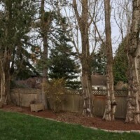 Before removal of three large poplar trees in close quarters. Before photo of a removal done to 3 poplar trees.