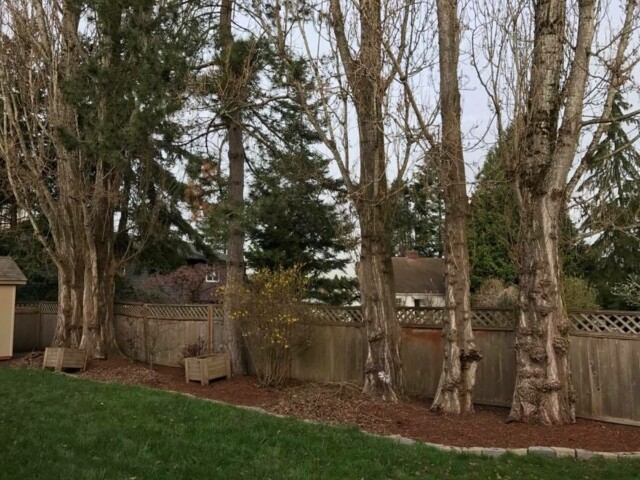 Before removal of three large poplar trees in close quarters. Before photo of a removal done to 3 poplar trees.
