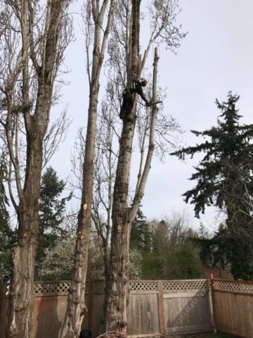 First of 3 large poplar trees, Infinity Tree Services is in the tree! When removing a tree that is close to many things you want to keep safe, you have to carefully remove it. Knowledge, Experience, Teamwork, and proper Equipment are important! This is professional Tree Rigging, not climbing trees. Hire a Certified Arborist! Professional from Infinity Tree Service Rigging a poplar tree for close quarters removal.
