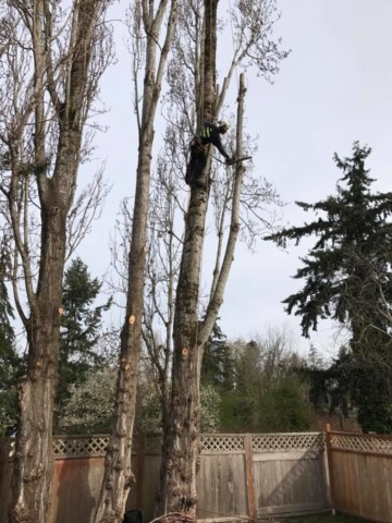 First of 3 large poplar trees, Infinity Tree Services is in the tree! When removing a tree that is close to many things you want to keep safe, you have to carefully remove it. Knowledge, Experience, Teamwork, and proper Equipment are important! This is professional Tree Rigging, not climbing trees. Hire a Certified Arborist! Professional from Infinity Tree Service Rigging a poplar tree for close quarters removal.