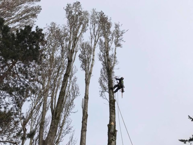 Here a professional is removing branches on a large poplar tree prior to removal. Tree Removal in the South Seattle area often calls for careful removal around other property that is closeby. We call this close quarters removal and the tree must be carefully debranched and then taken down section by section. It sounds tedious because it is! But the right tools, and the best people on the job make it safe and faster than you might think! Don't overpay someone who is dangerous and inefficient, hire Infinity Tree Services, call 253-242-5980 for a quote. Here a professional is removing branches on a large poplar tree prior to removal. Tree Removal in the South Seattle area often calls for careful removal around other property that is closeby. We call this close quarters removal and the tree must be carefully debranched and then taken down section by section. It sounds tedious because it is! But the right tools, and the best people on the job make it safe and faster than you might think! Don't overpay someone who is dangerous and inefficient, hire Infinity Tree Services, call 253-242-5980 for a quote.