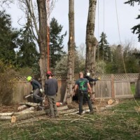 The team at Infinity Tree Services in Des Moines is experienced and knowledgeable. Here we are removing three large trees close to a fence. Safety is first. The team at Infinity Tree Services in Des Moines is experienced and knowledgeable. Here we are removing three large trees close to a fence. Safety is first.