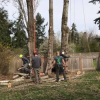 The team at Infinity Tree Services in Des Moines is experienced and knowledgeable. Here we are removing three large trees close to a fence. Safety is first. The team at Infinity Tree Services in Des Moines is experienced and knowledgeable. Here we are removing three large trees close to a fence. Safety is first.