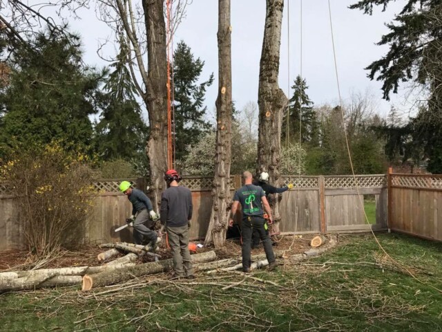 The team at Infinity Tree Services in Des Moines is experienced and knowledgeable. Here we are removing three large trees close to a fence. Safety is first. The team at Infinity Tree Services in Des Moines is experienced and knowledgeable. Here we are removing three large trees close to a fence. Safety is first.