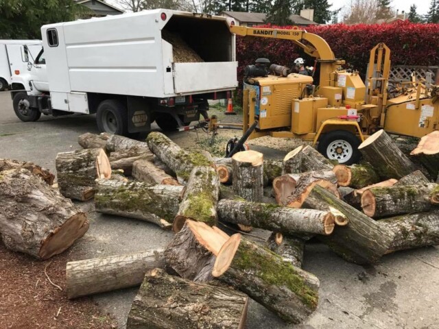 Mulching poplar trees after a close quarters tree removal in South Seattle by certified arborists at Infinity Tree Services. Mulching poplar trees after a close quarters tree removal in South Seattle by certified arborists at Infinity Tree Services.