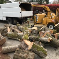 Mulching poplar trees after a close quarters tree removal in South Seattle by certified arborists at Infinity Tree Services. Mulching poplar trees after a close quarters tree removal in South Seattle by certified arborists at Infinity Tree Services.