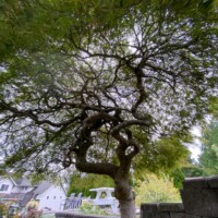 Japanese Maple Tree Beautiful Heritage Japanese Maple Tree over 50 years old!
