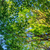 A beautiful canopy of trees overhead, showering green light on those below. A beautiful canopy of trees overhead, showering green light on those below.