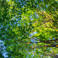 A beautiful canopy of trees overhead, showering green light on those below. A beautiful canopy of trees overhead, showering green light on those below.