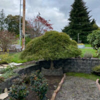 This beautiful Japanese Maple Tree has historical significance to the heritage of it's family. It was our privilege to work with them on this! Heritage Japanese Maple After Pruning