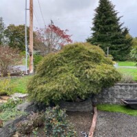 This beautiful Japanese Maple Tree has historical significance to the heritage of it's family. It was our privilege to work with them on this! Heritage Japanese Maple Before Pruning