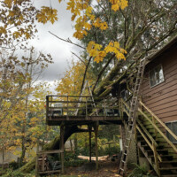 Infinity Tree was called to remove a large dead tree which had fallen in Des Moines WA recently. Winter Storms in Washington State check the readiness of the trees in our neighborhoods each year! If you've ever had a thought about that one tree near you? Contact Infinity Tree Services LLC in Des Moines WA now; and ask about a free health assessment before something unexpected happens. In this case, no one was injured, and we were able to safely remove the fallen tree without any additional damages. Give thanks! Yellow Autumn Leaves Frame an Emergency Tree Removal Incident