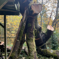 During this removal, our team had to carefully rig up the fallen trunk of this tree. This is so that when we remove sections of it, we want them to fall AWAY from property which could be damaged. Hazardous Tree Removal Requires Proper Rigging to Prevent Further Damage